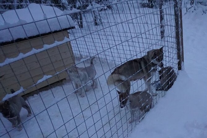 10 km Authentic Husky Safari in the Taiga Forest – Family Kennel - Safety briefing first: who drives the sled and who rides