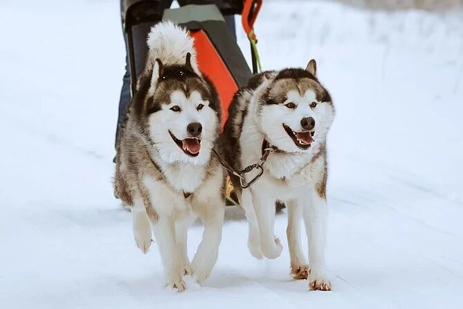 10 km Authentic Husky Safari in the Taiga Forest – Family Kennel - Timing, weather, and how flexible the day can be