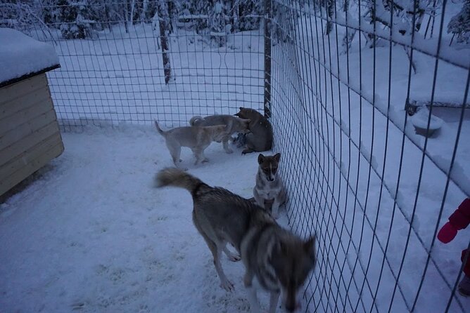 10 km Authentic Husky Safari in the Taiga Forest – Family Kennel - The 10 km husky safari: what “self-driven” means on snow