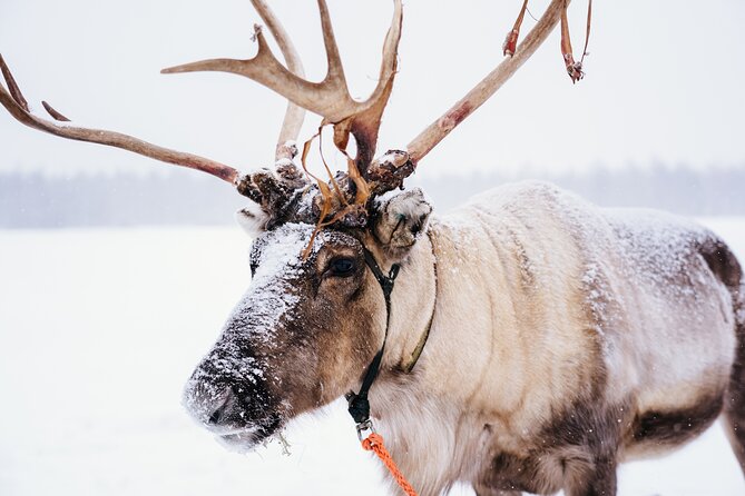 Apukka Reindeer Journey - Key things that make the Apukka Reindeer Journey worth your time