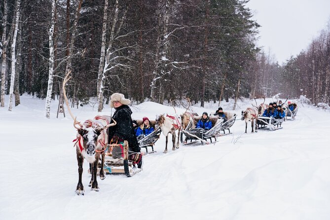 Apukka Reindeer Journey - A 2-hour reindeer safari that fits winter timing