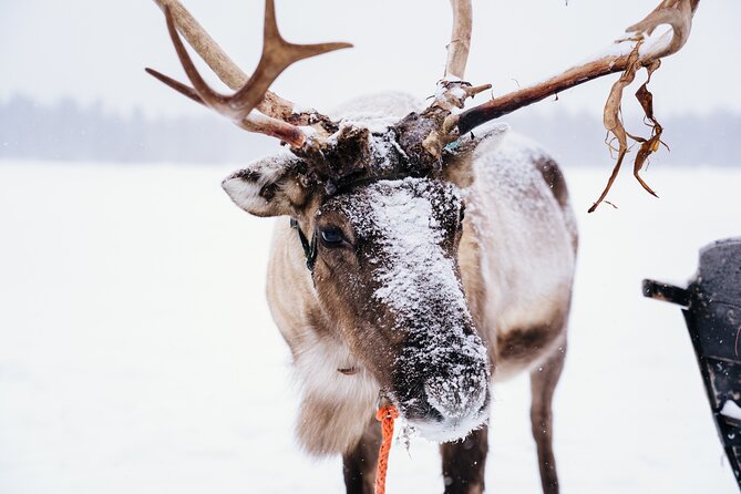 Apukka Reindeer Journey - The sleigh ride: slow, snowy, and designed for quiet
