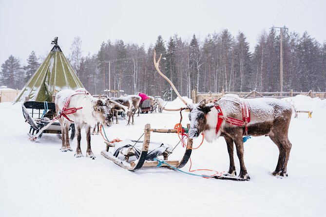 Apukka Reindeer Journey - The kota break: hot berry juice, biscuits, and stories you can actually use