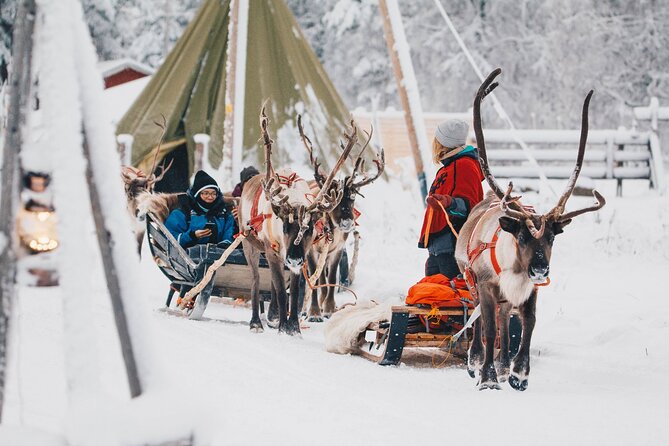 Apukka Reindeer Journey - Animal-welfare and safety: the one concern you should take seriously