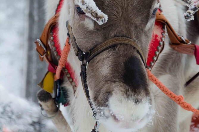 Authentic Reindeer Farm Experience in Rovaniemi - Morning at a reindeer farm near Rovaniemi