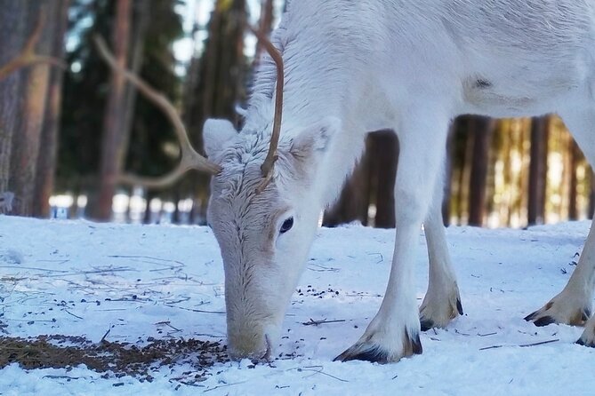 Authentic Reindeer Farm Experience in Rovaniemi - The early feeding moment you’ll remember