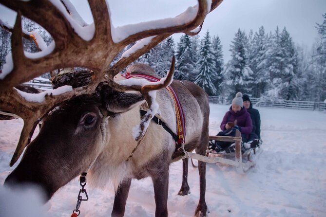 Authentic Reindeer Farm Experience in Rovaniemi - Small group size and the guide experience (including Herve)