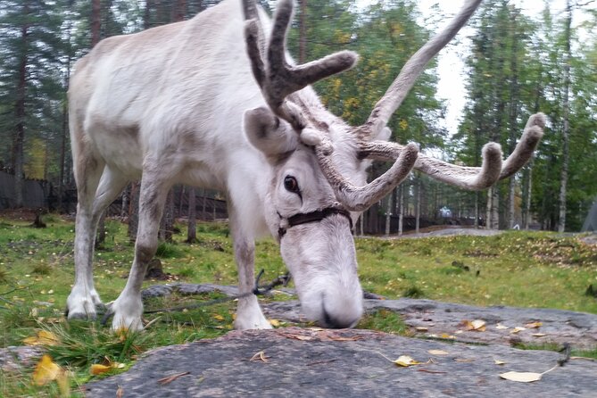 Authentic Reindeer Farm Experience in Rovaniemi - What $120.15 really buys you