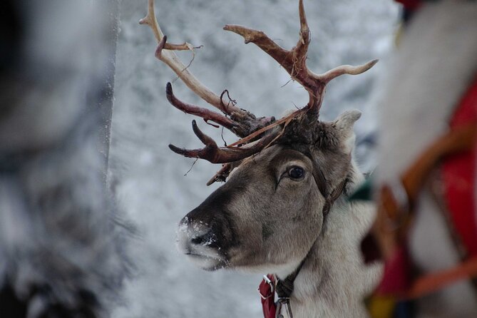 Authentic Reindeer Farm Experience in Rovaniemi - Practical timing and weather reality