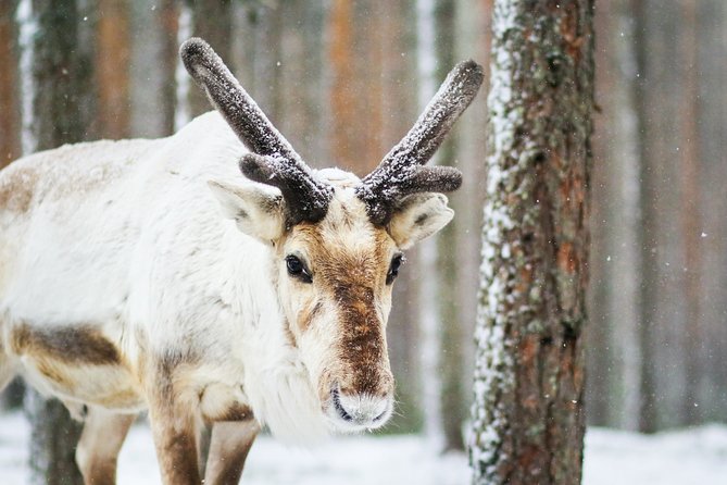 Cross-Country Skiing Trip - Cross-Country Skiing in Rovaniemi: What You’re Actually Doing