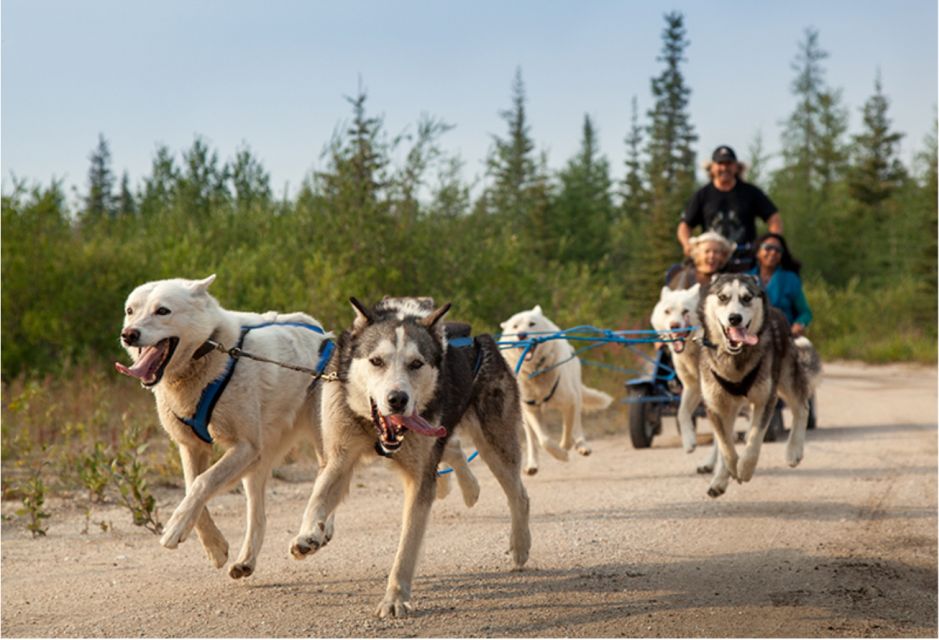 From Rovaniemi: Autumn Husky Safari Adventure - Key highlights to know before you go