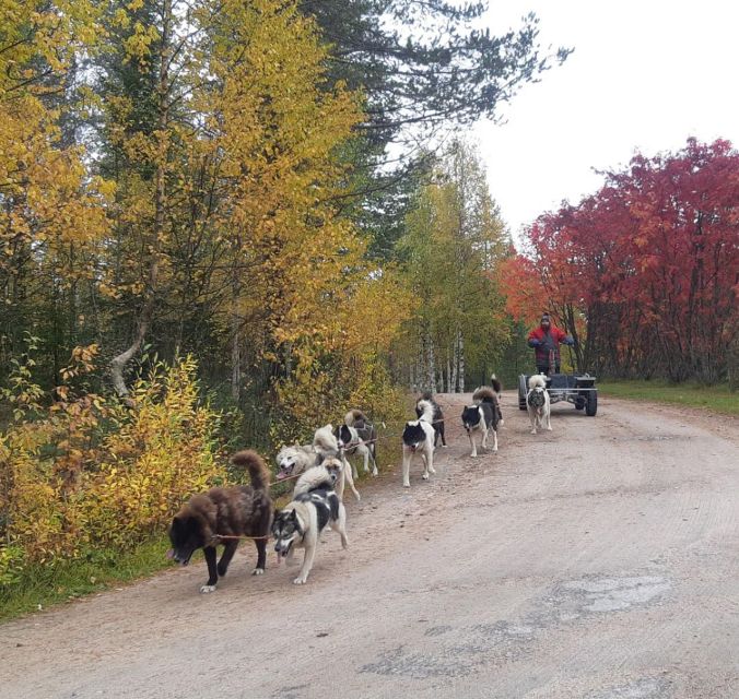 From Rovaniemi: Autumn Husky Safari Adventure - Autumn Husky Safari: what you’re really doing in Lapland