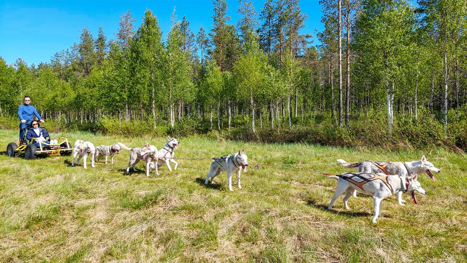 From Rovaniemi: Autumn Husky Safari Adventure - The husky ride: carriage trails, fall air, and that frozen-lake feeling