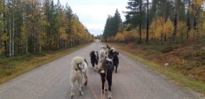 From Rovaniemi: Autumn Husky Safari Adventure - From Rovaniemi pickup to the husky farm