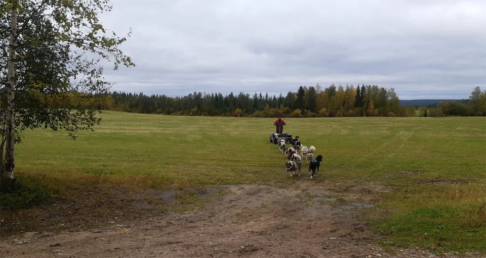 From Rovaniemi: Autumn Husky Safari Adventure - What you learn at the husky farm (it’s more than a look-and-linger visit)