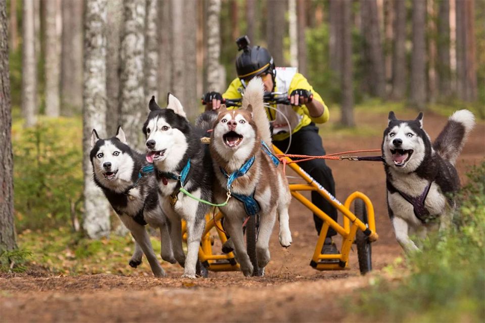 From Rovaniemi: Autumn Husky Safari Adventure - Price and value: is $237 fair for what you get?