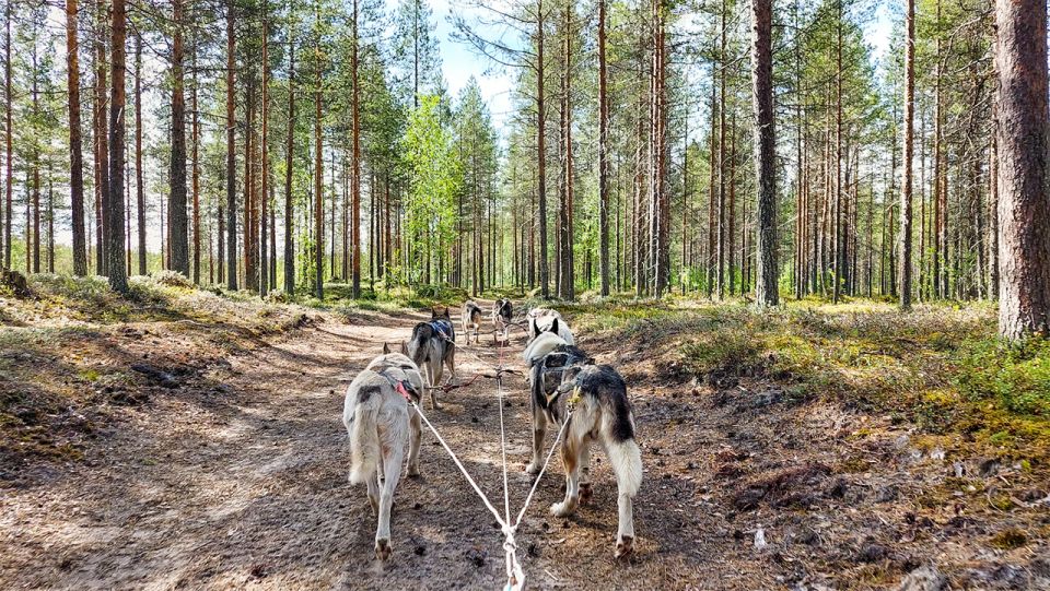 From Rovaniemi: Autumn Husky Safari Adventure - Should you book the Autumn Husky Safari Adventure?