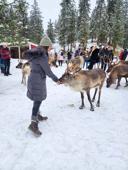 From Rovaniemi: Reindeer Farm Visit with Sleigh Ride - Price and value: is $129 for 2 hours worth it?