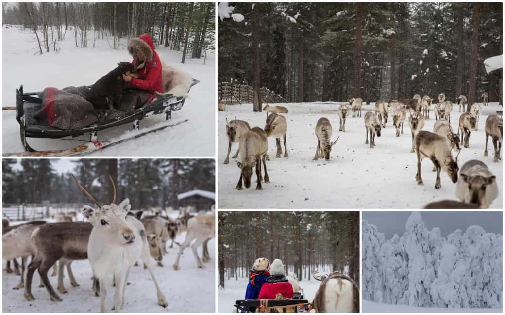 From Rovaniemi: Reindeer Farm Visit with Sleigh Ride - What could disappoint you (and how to choose wisely)