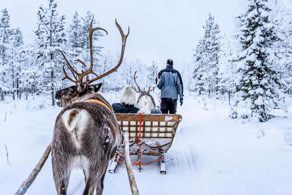 From Rovaniemi: Reindeer Farm Visit with Sleigh Ride - Should you book the reindeer farm visit from Rovaniemi?