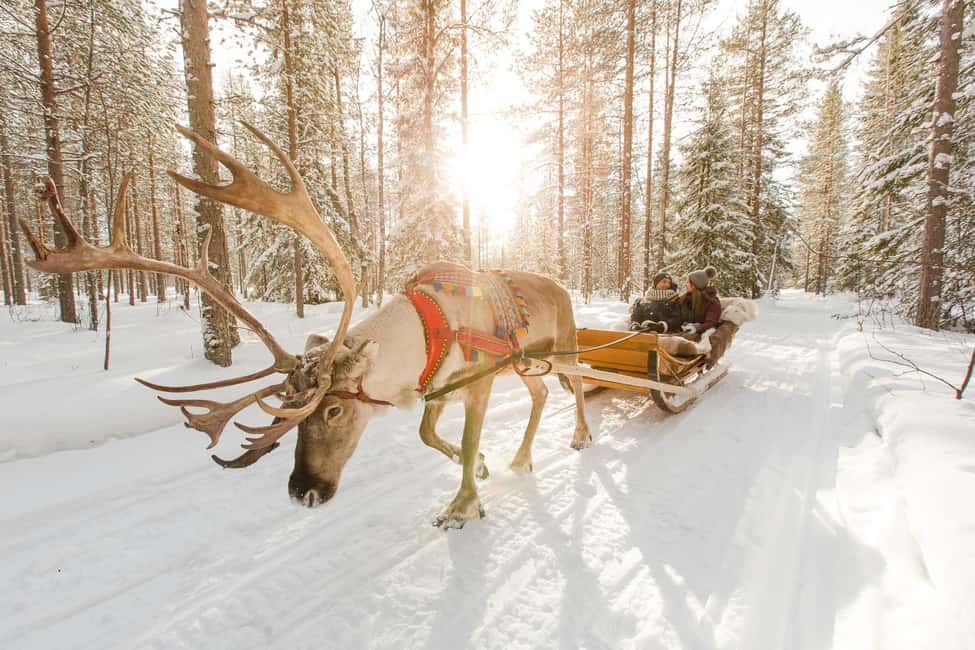 From Rovaniemi: Reindeer Farm Visit with Sleigh Ride - Feeding reindeer up close: fun, calm, and photo-friendly
