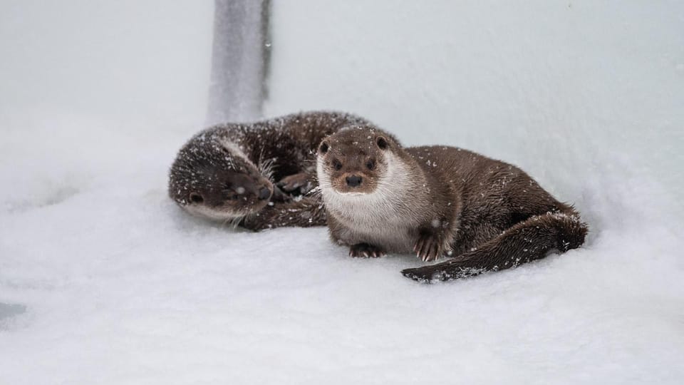 From Rovaniemi: Tour to Ranua Wildlife Park - Key Highlights Worth Booking For