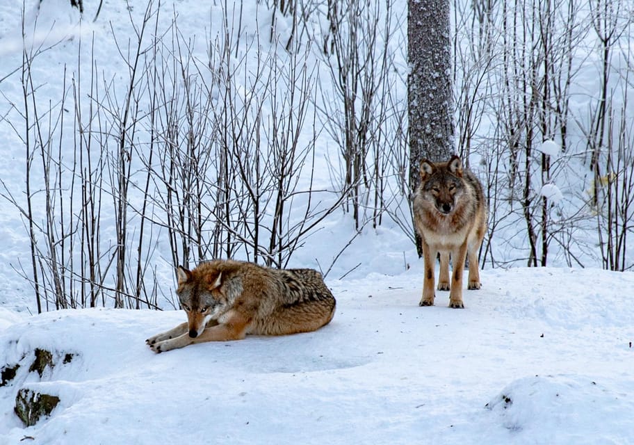 From Rovaniemi: Tour to Ranua Wildlife Park - Ranua Wildlife Park: Why It Fits Perfectly Into a 5-Hour Window