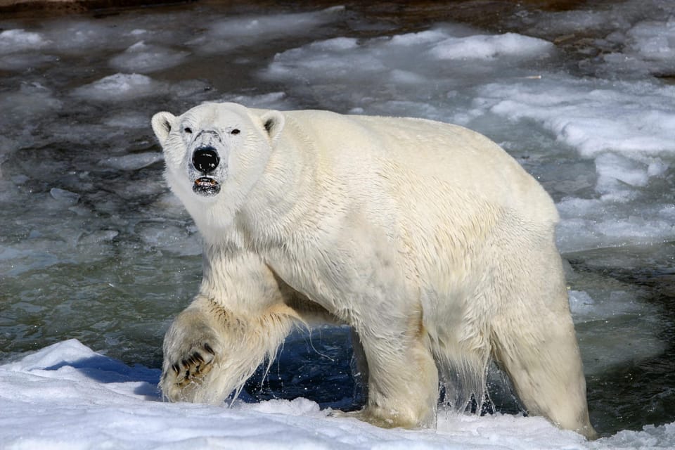 From Rovaniemi: Tour to Ranua Wildlife Park - Skip the Line, Then Go Straight to the Good Stuff