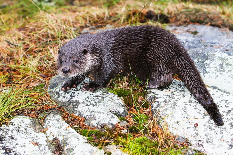 From Rovaniemi: Tour to Ranua Wildlife Park - Who This Tour Suits Best (and Who Might Want Something Different)