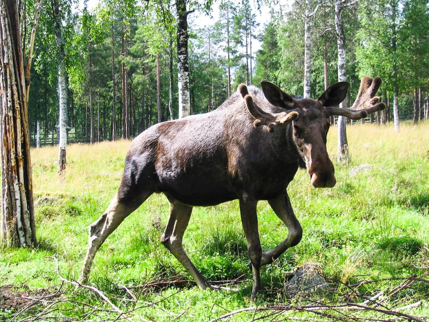 From Rovaniemi: Tour to Ranua Wildlife Park - Getting There by Minibus: Comfort, Timing, and Less Winter Stress