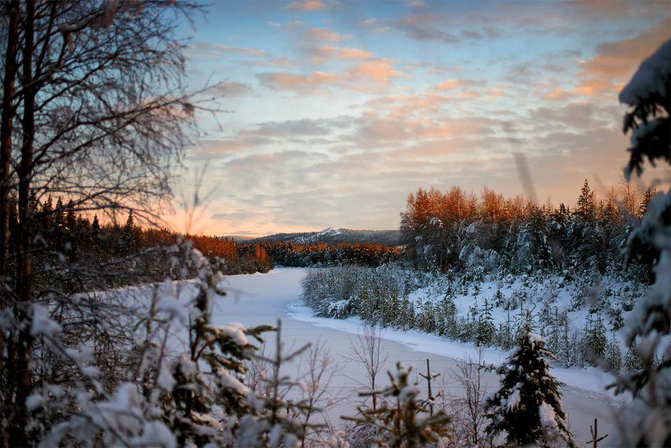 From Rovaniemi: Vikaköngäs Forest Hiking Tour - Traditional kota break: blueberry tea/juice with a Lapland view