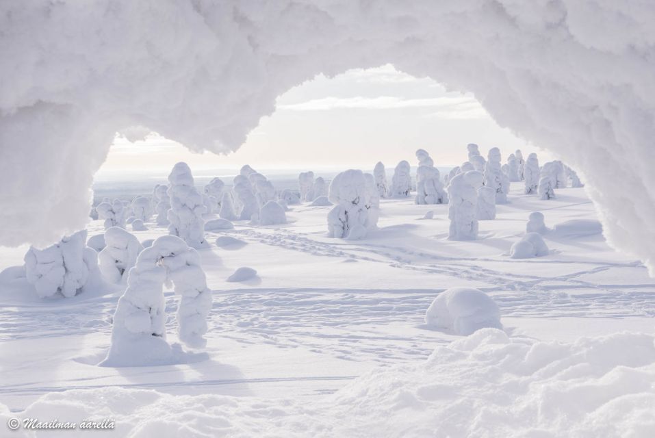 From Rovaniemi: Winter Wonderland Hike with a Hot Drink - Who This Winter Wonderland Hike Is Best For