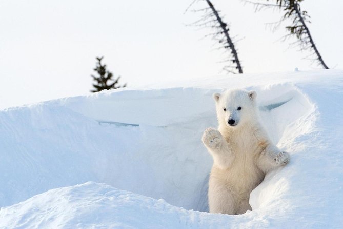 Full Day Lapland Tour, including Lunch and Dinner - Key highlights you should know before you go