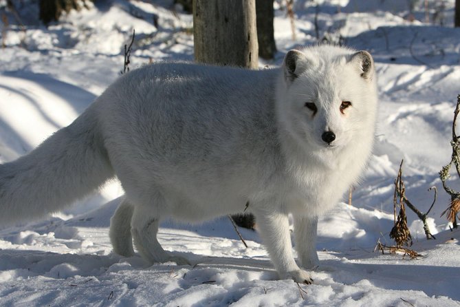 Full Day Lapland Tour, including Lunch and Dinner - Price and value: what $696.14 buys you in a Lapland full-day
