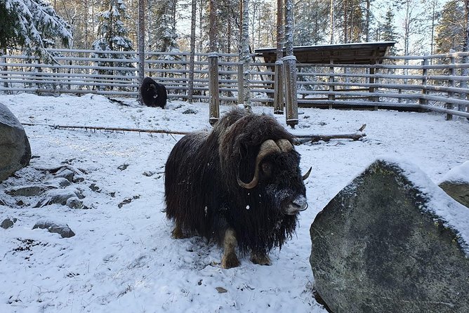 Guided Ranua Wildlife Park tour with Lunch, Small group adventure - Ranua Wildlife Park: Arctic animals in a real northern forest