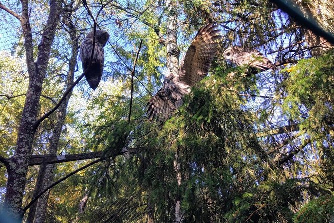 Guided Ranua Wildlife Park tour with Lunch, Small group adventure - What you’ll likely see: 50 species and Arctic favorites