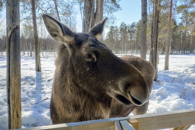 Guided Ranua Wildlife Park tour with Lunch, Small group adventure - Small-group adventure: why max 24 feels better than big tours