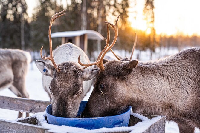 Half-Day Experience in Local reindeer farm in Lapland - Feeding the Reindeer: The Moment You’ll Brag About