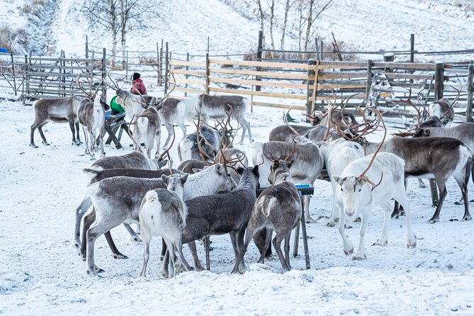 Half-Day Experience in Local reindeer farm in Lapland - Photo Service Worth Paying Attention To