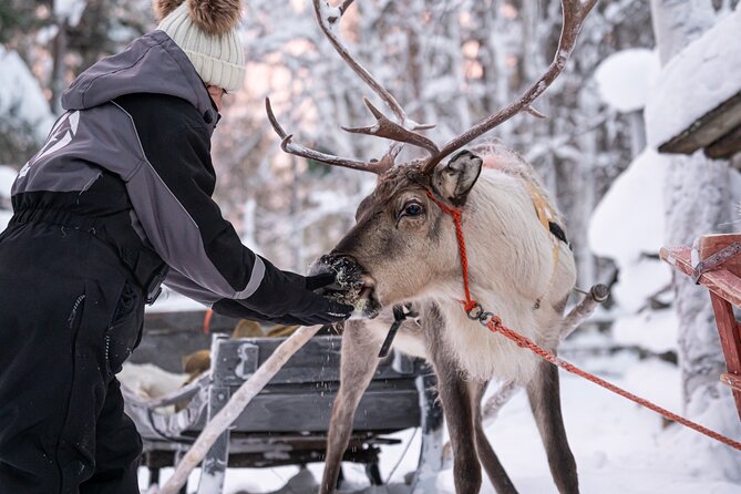 Half-Day Experience in Local reindeer farm in Lapland - Small Groups and Real-World Pacing (What to Expect)