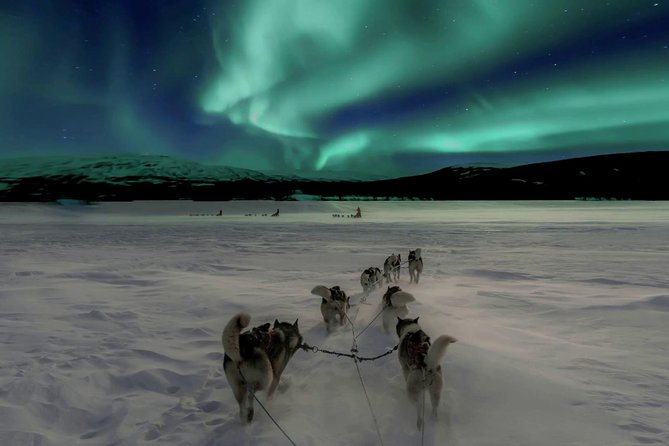 Hunting Northern Lights with Husky - Key highlights I’d plan your night around