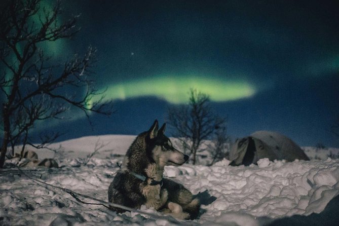 Hunting Northern Lights with Husky - The husky sleigh ride: the main event, and why comfort matters