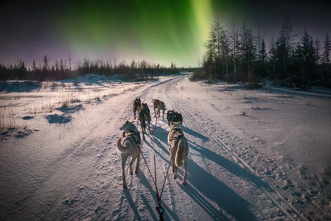 Hunting Northern Lights with Husky - Aurora hunting from the forest or lakeside: what “not guaranteed” looks like