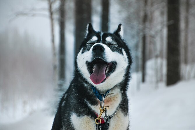 Husky Adventure with 6-10km Safari in Lapland - Key Things You’ll Notice on This Husky Adventure
