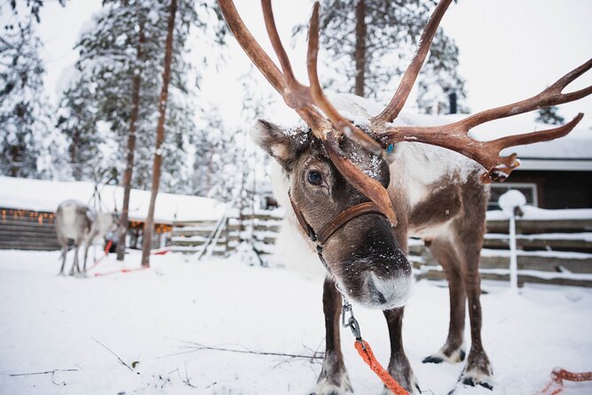 Husky and Reindeer Experience - Rovaniemi in four hours: the practical way to hit Lapland highlights