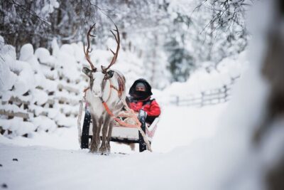 Husky and Reindeer Experience - Reindeer Farm time: what the sleigh ride actually feels like