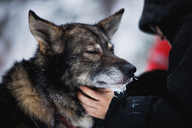 Husky and Reindeer Experience - How to pack and plan: your day will be 10x better prepared