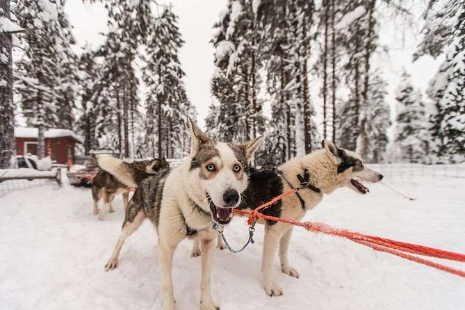 Husky Safari from Rovaniemi Including a Husky Sled Ride - Farm Time, Warmth, and the After-Ride Chat That Makes It Feel Human