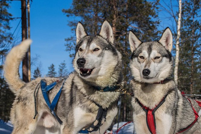 Husky Safari from Rovaniemi Including a Husky Sled Ride - Where You Go Matters: Santa Village vs. Farther Husky Farms