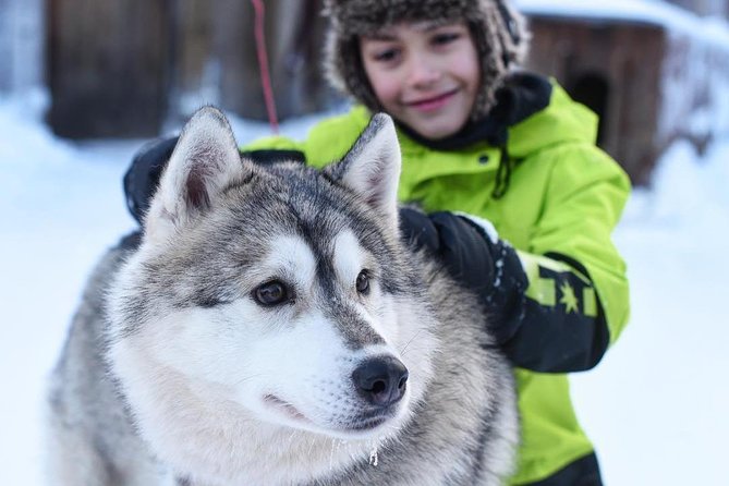 Husky Safari from Rovaniemi Including a Husky Sled Ride - Who This Husky Safari Fits Best (and Who Should Consider Something Longer)